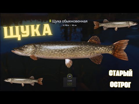 Видео: Русская рыбалка 4 (РР4) оз. Старый Острог ЩУКА Russian fishing 4 (РР4) Old Burg PIKE