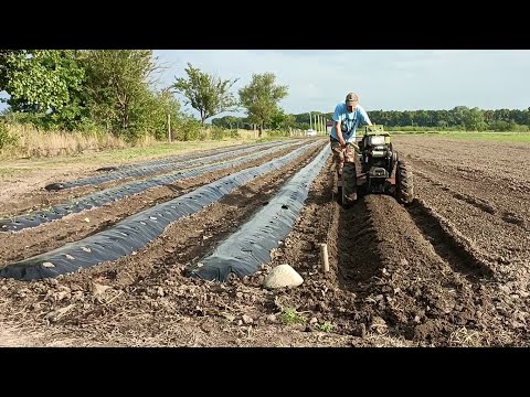 Видео: Катаем грядки для клубники тяжелым мотоблоком.