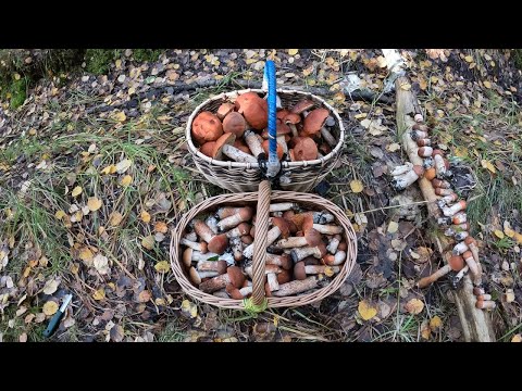 Видео: Лес Грибы Красные  Forest Mushrooms Leccinum aurantiacum  2023 10 06