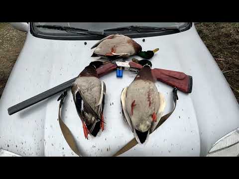 Видео: ТОЗ-34 бьёт на ПОВАЛ.Утка взлетает прям с под ног.Охота на Кубани.#hunting #охота #охотанаутку