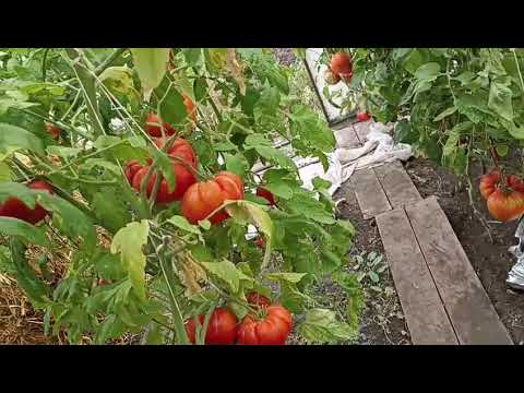 Видео: Tomatoes of different varieties. Iba't ibang uri ng kamatis. Помидоры разных сортов. 不同品種的番茄。
