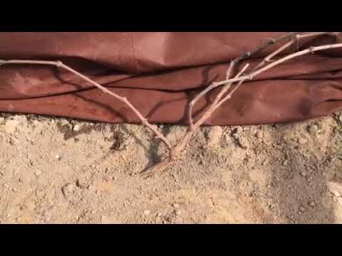 Видео: У   ГФ Заветный  не распустились почки после зимы. Причины  гибели куста.2021г.