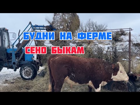 Видео: Привезли сено быкам.