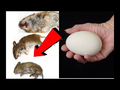 Видео: Как избавиться от всех мышей За 3 Секунды!