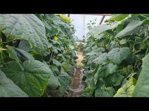 Видео: Выбираем огурец для выращивания зимой.