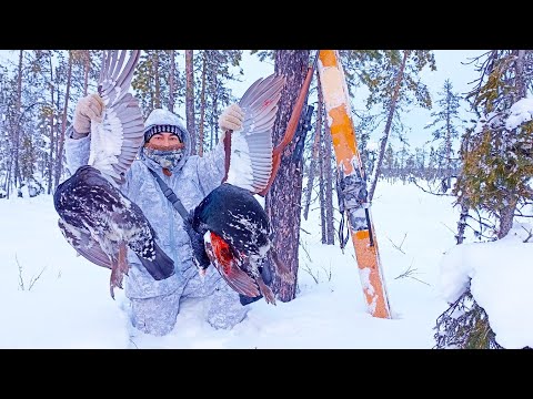 Видео: ВЗЯЛ ДВУХ ГЛУХАРЕЙ С ОДНОГО БОЛОТА / ЗИМНЯЯ ОХОТА НА ГЛУХАРЯ С МЕЛКАШКОЙ / КАК НАЙТИ ПТИЦУ В ЛЕСУ?