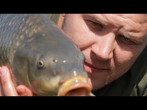 Видео: Пшеница и кукуруза сделала нам рыбалку  Сотни поклёвок на Константиновском