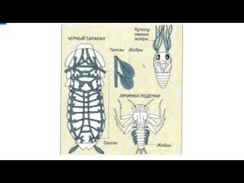 Видео: ЕГЭ/ОГЭ по биологии. Дыхание насекомых.