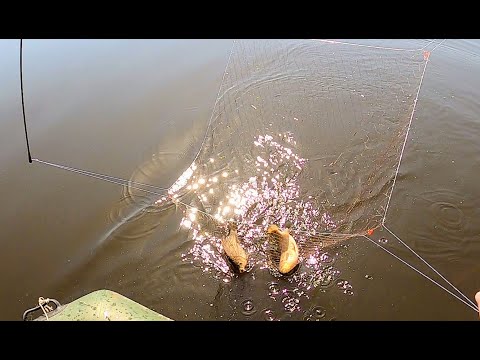 Видео: НАДУБАСИЛ ГИБРИДОВ И ДОМОЙ!!! КАРАСИ-МУТАНТЫ НА ПАУК-ПОДЪЁМНИК! Рыбалка на паук. Рыбалка 2022
