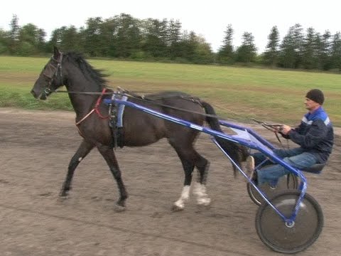 Видео: Новотомниковский конный завод представляет на продажу лошадей