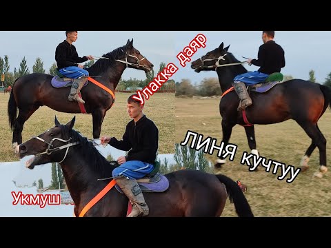 Видео: МЫНДАЙ АТ БИР ЧЫГАТ ТОРТ ТАРАБЫ КЕЛИШКЕН УЛАГЫ ТААМАЙ АТ