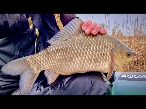 Видео: Клюют КАРАСИ ЧЕМОДАНИ💼💼💼 ПО 2 КГ!!!