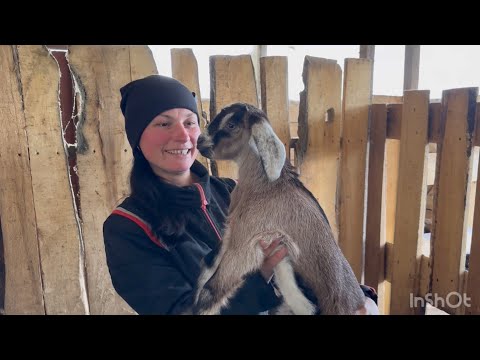 Видео: Полный обзор моего хозяйства 🐐🐰🐣🐷