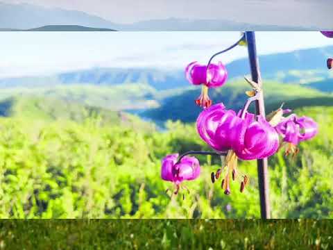 Видео: ӘЛИЯ есімі Күршімнің қызы