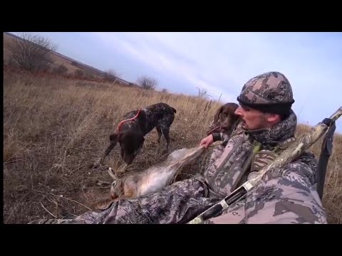 Видео: ТРОФЕЙНЫЙ ЗАЯЦ БОЛЕЕ ПЯТИ КГ! Охота с Курцхаарами на трофейного зайца.