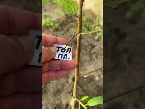 Видео: 🍊🍊🍊🍊однолетние персики и нектарины в год посадки с плодами +375296660612 Беларусь