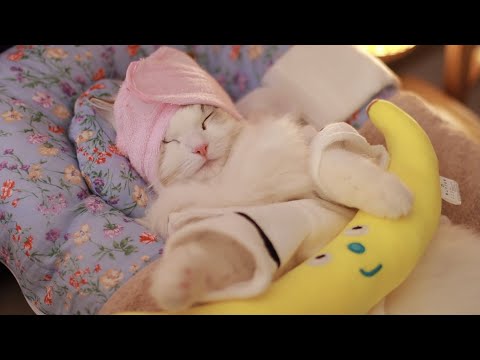 Видео: Абсолютно полный план ухода за прыщами! | Cat Spa ASMR pt. 8