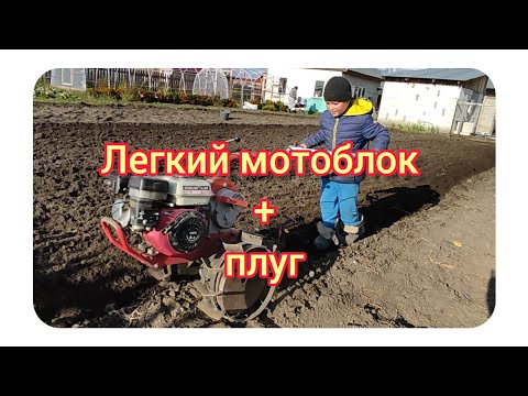 Видео: мотоблок в деле пашем плугом .#мотоблок #сад #огород