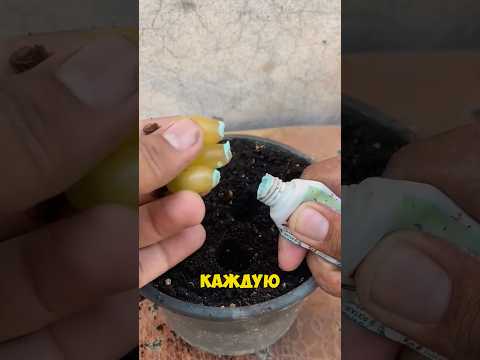 Видео: Самый быстрый для выращивания гвоздики! #рекомендации #дача #сад