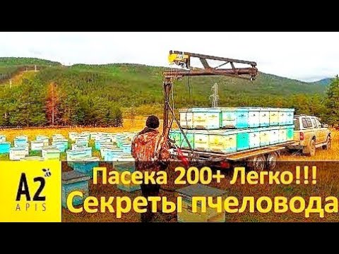 Видео: Vlad Belozerov #2: Пасека 200+ Легко!!! Об успешной кочевке и не только