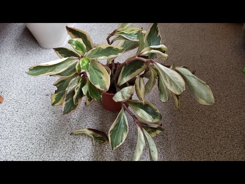 Видео: Комнатные растения с Валберис🌱Полное разочарование от одного магазина🥴