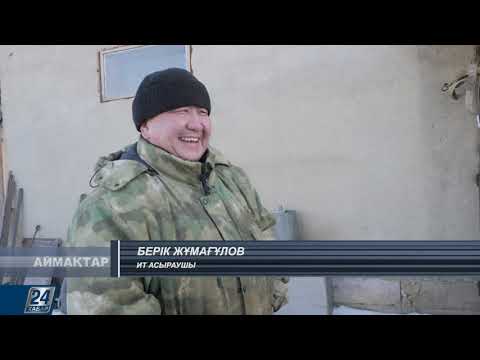 Видео: Аймақтар І Оралбек Қайсанов, «Тазы–Төбет–Бөрібасар» республикалық федерациясының президенті