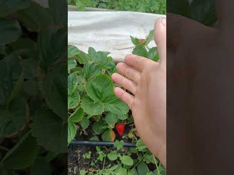 Видео: Ошибка наша и многих клубничников, в выращивании клубники КСД сортов!