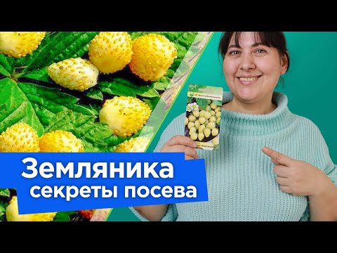 Видео: ЗЕМЛЯНИКА ИЗ СЕМЯН: ОТ ПОСЕВА ДО СБОРА УРОЖАЯ! Как получить урожай земляники уже в год посева?