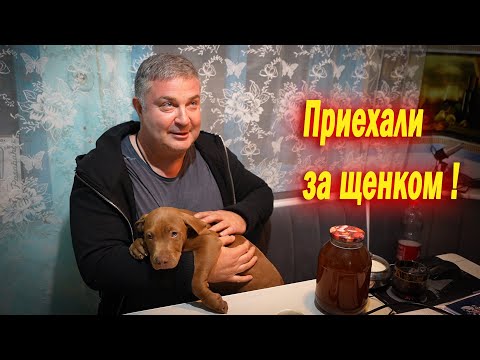 Видео: Друзья Осетины приехали за щенком Дедпулом (Джони). Щенки на продажу Питомник питбулей Dragon Life.