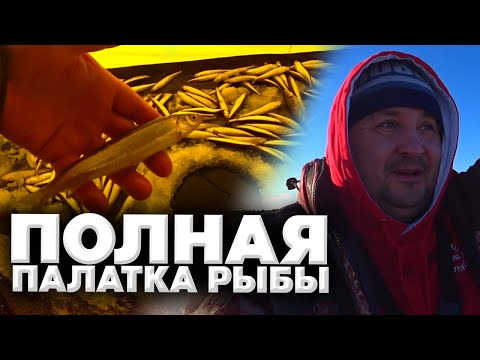 Видео: Открытие зимней рыбалки, полная палатка корюшки / Зимняя рыбалка на Сахалине