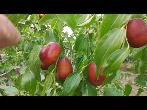 Видео: Зизифус Та-ян-цзао 2019.