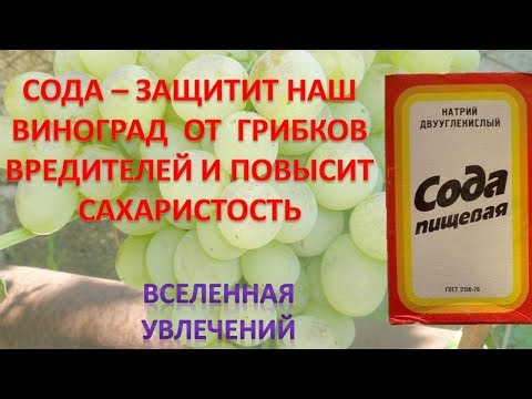 Видео: ПИЩЕВАЯ СОДА ЗАЩИТИТ НАШ ВИНОГРАД ОТ ОИДИУМА СЕРОЙ ГНИЛИ ПОВЫСИТ САХАРИСТОСТЬ И УНИЧТОЖИТ ГУСЕНИЦ