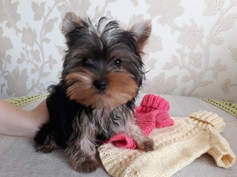 Видео: Свитер (туника) для щенка спицами. Часть 5. Фотоальбом.