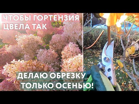 Видео: Осенняя обрезка гортензий: делаю только так уже 8 лет и результат неизменно радует!