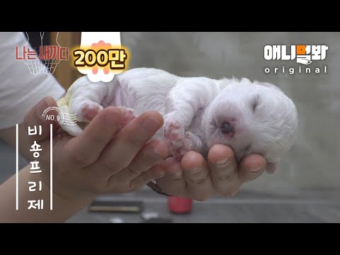 Видео: Я 9 дней Бишон Фриз