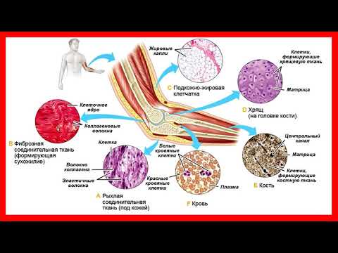 Видео: Соединительные ткани