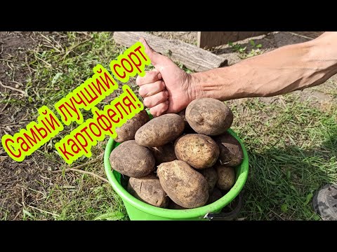Видео: Картофель сорта "Удача„ завалил урожаем!