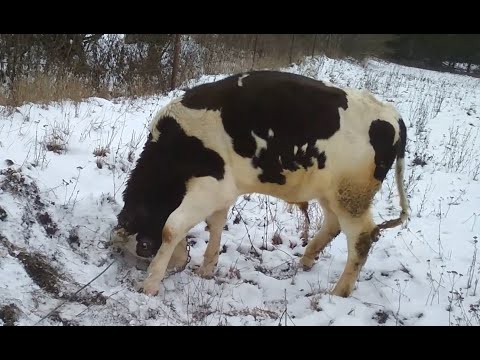 Видео: Сколько весит бычок в 1 год