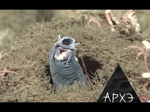 Видео: Александр Шариков: "Общая характеристика хордовых и позвоночных животных"