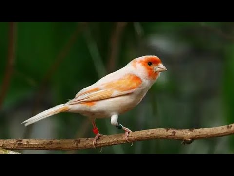 Видео: Канарейки домашние. Улетели птицы.