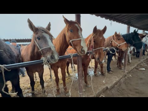 Видео: Жылқылар 1-бөлімі 29.01.25ж.