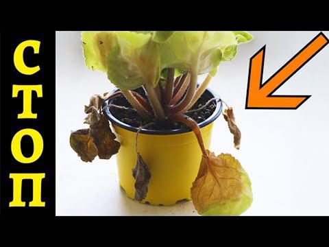 Видео: Не ДЕЛАЙТЕ ЭТО С ФИАЛКАМИ ЛЕТОМ!  5 ошибок!