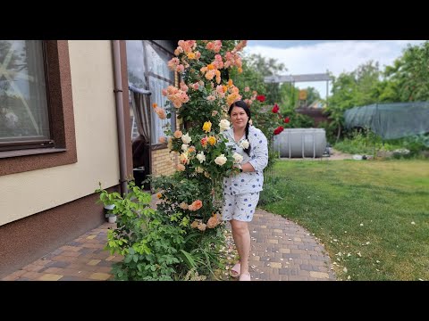 Видео: Живцювання (черенкування) троянд. Мій експеримент ч.1.