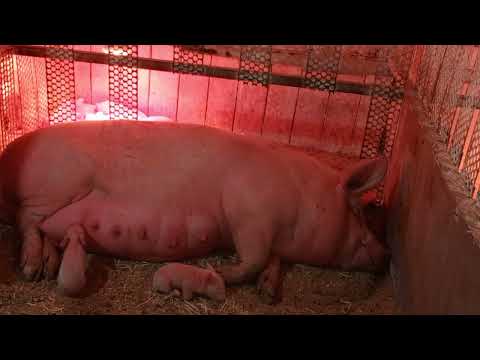 Видео: Опорос свинок породы КБ! Мой отзыв о данной породе!