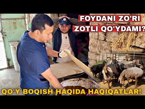 Видео: Куйдан Фойда Килиш Учун Факат Зотли Бокиш Керакми? Бунака Куй Бокишни Курмагансиз! #2025 #куй 