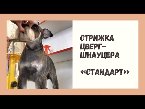 Видео: Стрижка цвергшнауцера