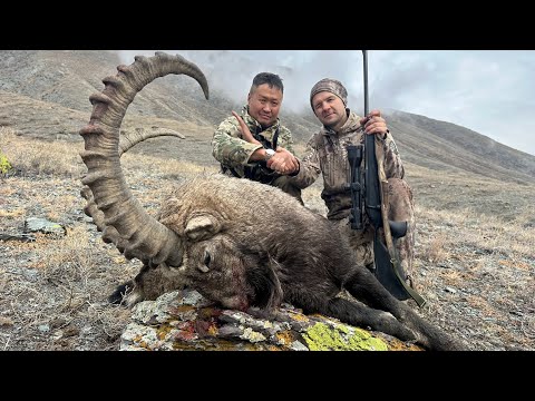 Видео: Охота на сибирского козерога в Тыве