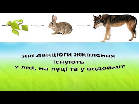 Видео: Урок 83. Які ланцюги живлення існують у лісі , на луці та у водоймі? Я досліджую світ 3 клас