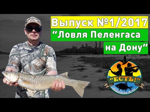Видео: Рыбалка 2017: Ловля пеленгаса на Дону
