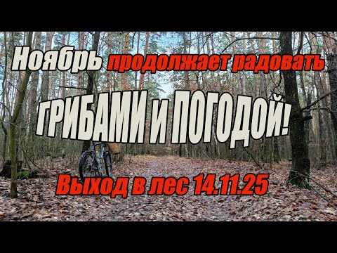 Видео: Грибы осени. Ноябрь продолжает радовать грибами и погодой! Выход в лес 14.11.25